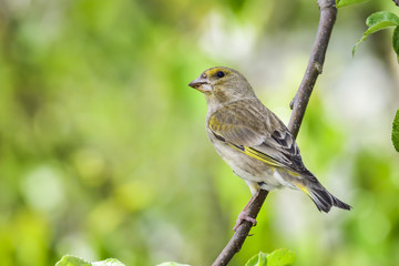 Greenfinch