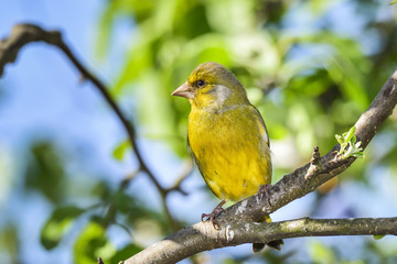 Greenfinch