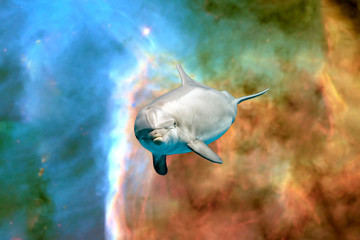 Dolphin in space universe background look at you