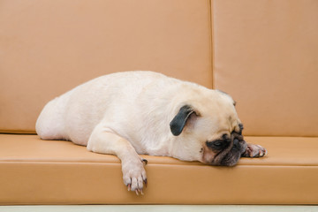 Cute dog Pug tired and lying on the sofa