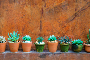 Cactus on cement wall with copy space for label text. kalanchoe blossfeldiana, flaming katy over wall stone background.