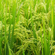 Ears of corn closeup on green rice field.