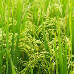 Fototapeta na wymiar Ears of corn closeup on green rice field.