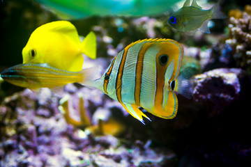 Copper band butterfly fish in aquarium
