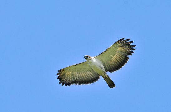 フィリピンワシ　絵画　＜お値段ご相談ください＞ フィリピンワシ 絵画 ＜お値段ご相談ください＞ - メルカリ