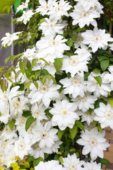 Obraz premium Clematis flowers completely covering a fence in home garden.