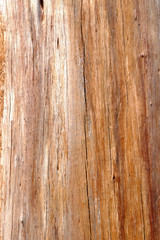Fototapeta premium Texture of Pine wood.