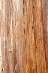 Fototapeta na wymiar Texture of Pine wood.