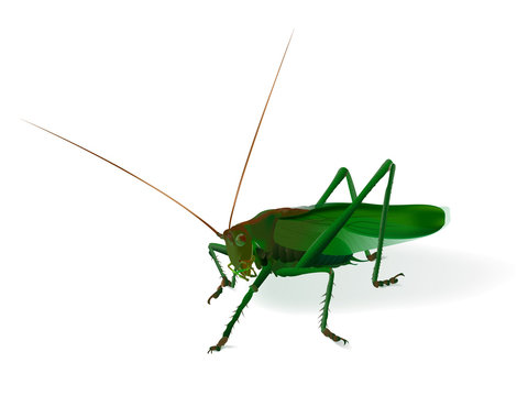 Realistic illustration of a grasshopper