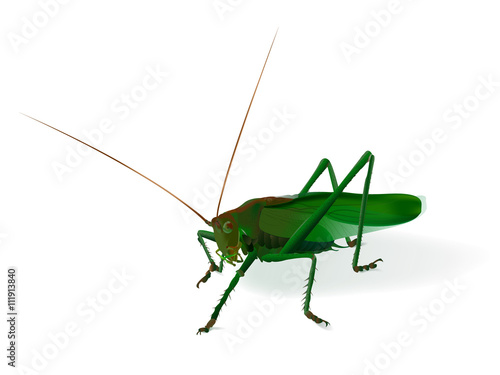  Realistic illustration of a grasshopper Stock photo and royalty-free 