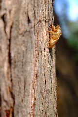 Cicada slough on tree bark. 
