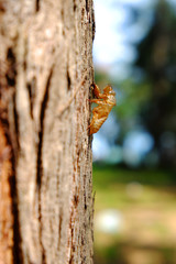 Cicada slough on tree bark. 