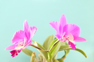 pink orchid blooming in summer blue