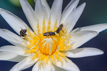 Bee on waterlily or lotus flower