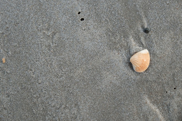 Fototapeta na wymiar Orange shellfish on grey beach