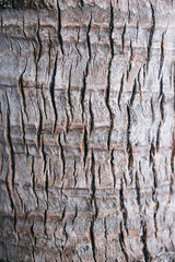 Coconut tree bark texture.