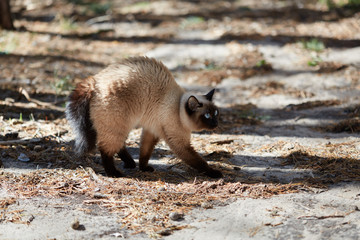 Siamese cat was frightened and hisses in the forest