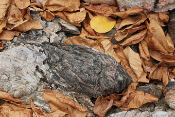 Yellow leaves covered on rock.