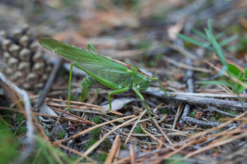 The female green grasshopper lays her eggs in the earth