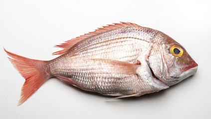 red snapper isolated on white background