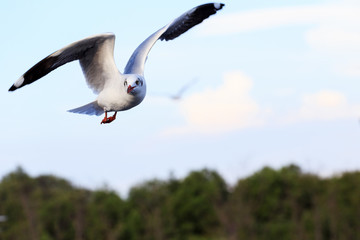 Seagull flying on the sky.