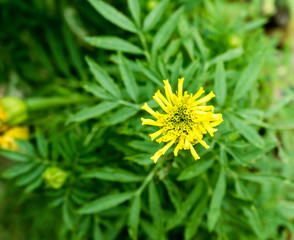 Orange marigold flowers in the garden. Close-up flower