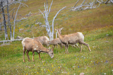 young big horn sheep eating grass 