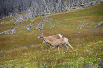 young big horn sheep walking