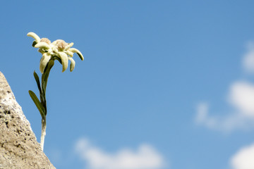 Edelweiss auf Fels als Hintergrundbild