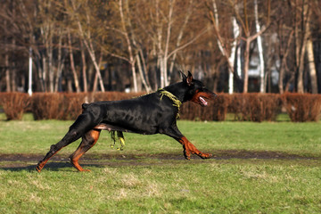 black dog Doberman Pinscher running