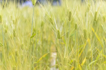 Grass Background