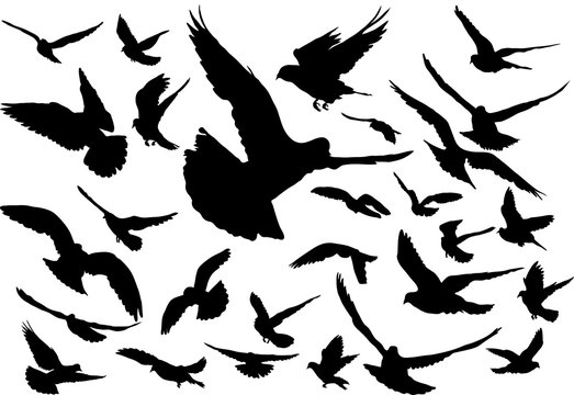 Vector set of silhouettes of 28 flying birds