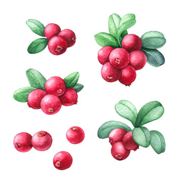 Cowberry Watercolor Illustration