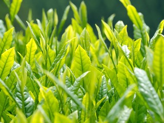 春　八女茶の一番茶