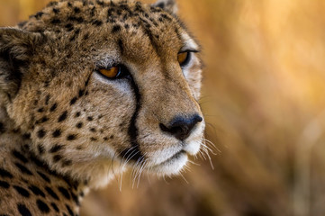 Cheetah resting in the Serengeti National Park, Tanzania, Africa