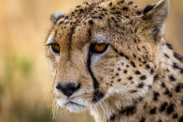 Cheetah resting in the Serengeti National Park, Tanzania, Africa