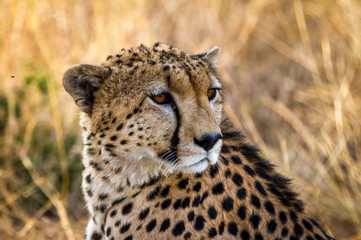 Fototapeta na wymiar Cheetah resting in the Serengeti National Park, Tanzania, Africa