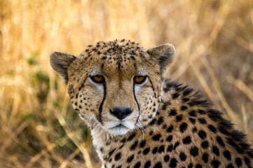 Cheetah resting in the Serengeti National Park, Tanzania, Africa
