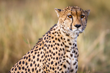 Cheetah resting in the Serengeti National Park, Tanzania, Africa