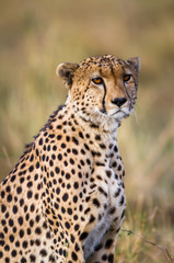 Naklejka na ściany i meble Cheetah resting in the Serengeti National Park, Tanzania, Africa