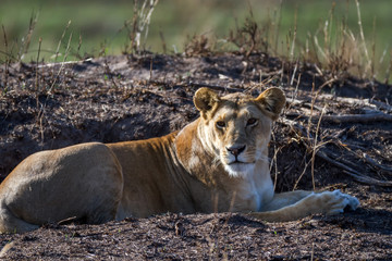 Lioness resting in the Serengeti National Park, Tanzania, Africa