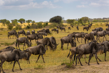 Obraz na płótnie Canvas Wildebeests in the savana of Serengeti National Park, Tanzania