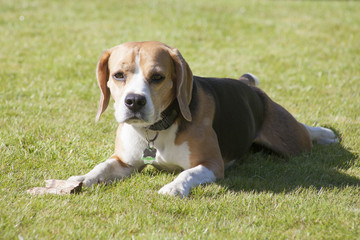 sweet beagle plays in a garden