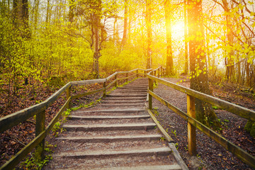 Beautiful Sunrise In Spring Forest Near Zurich, Switzerland