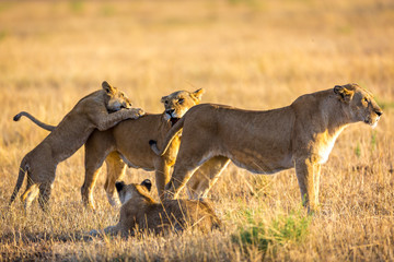 Lioness resting in the Serengeti National Park, Tanzania, Africa