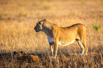 Lioness resting in the Serengeti National Park, Tanzania, Africa