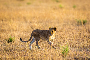 Lioness resting in the Serengeti National Park, Tanzania, Africa