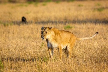 Lioness resting in the Serengeti National Park, Tanzania, Africa