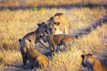 Fototapeta na wymiar Lioness resting in the Serengeti National Park, Tanzania, Africa