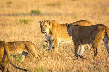 Naklejka na ściany i meble Lioness resting in the Serengeti National Park, Tanzania, Africa